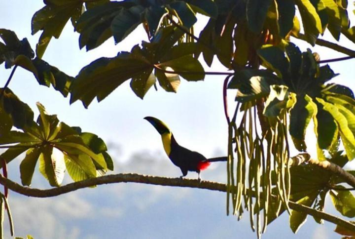 Casitas Eco Bambu Villa Cartago Eksteriør billede